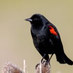 线上老虎机的热门趋势:2023年最受欢迎的游戏推荐 17ybyjq