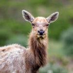 《中国好声音》8月8日震撼直播,导师学员同台竞演 n91tl0am32